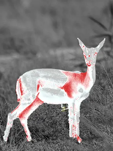 Дорогой с Дорогим в тепловизионном фильтре для страницы: почему выбрать коллекцию тепловизионного изображения Бинок